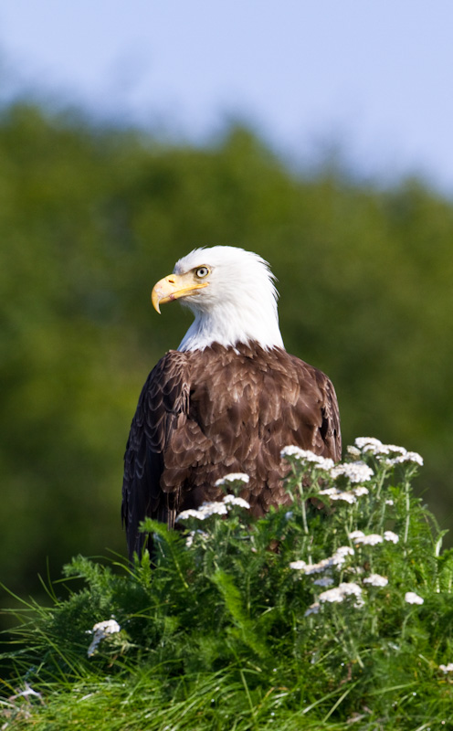 Bald Eagle